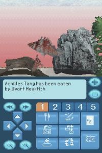 dwarf_hawkfish.jpg