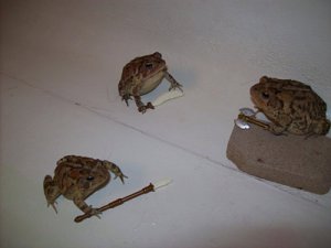toads.jpg